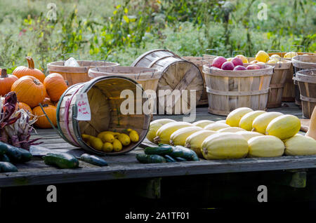 A large wooden wagon bed holds a variety of fall harvest, with apples, pumpkins, zucchini, gourds, squash, cucumbers and Indian corn Stock Photo