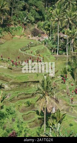 tegallalang padi field bali Stock Photo