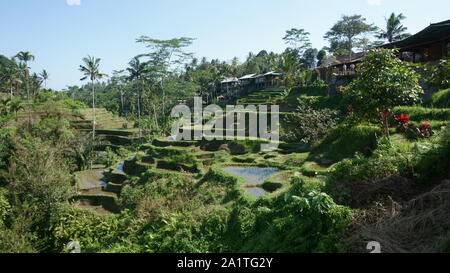 tegallalang padi field bali Stock Photo