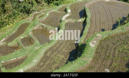 tegallalang padi field bali Stock Photo