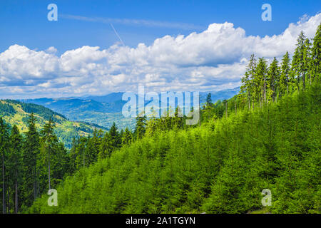 Fresh green fir trees, summer forest landscape on the mountain. Stock Photo