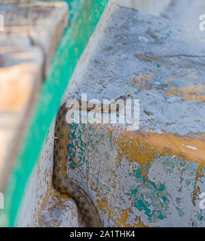 Dice snake (natrix natrix) on boat, close image Stock Photo