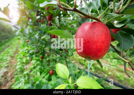 red apple orchard in autumn Stock Photo