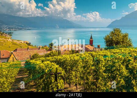 Stunning terraced vineyard with Lake Geneva in background. Wonderful place with vineyards and vine rows in Lavaux wine region, near Chexbres, Rivaz, C Stock Photo