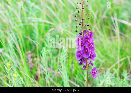 Close view of bright mauve Verbascum phoeniceum in bloom Stock Photo