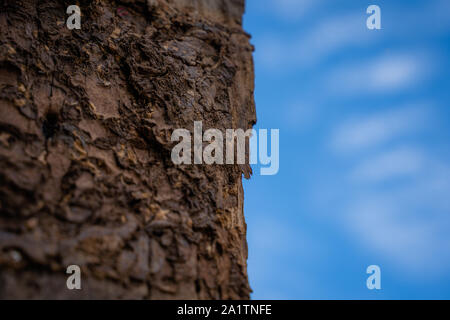 The Selected focus Close up on termite infested wood pole with blue sky background. Stock Photo