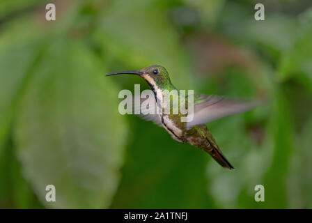 Black-throated Mango - Anthracothorax nigricollis, rare shy humminbird from from Andean slopes of South America, Wild Sumaco, Ecuador. Stock Photo