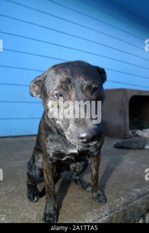 A black coloured Staffordshire Bull Terrier dog sitting for a photograph on the Gold Coast in Queensland, Australia. Stock Photo