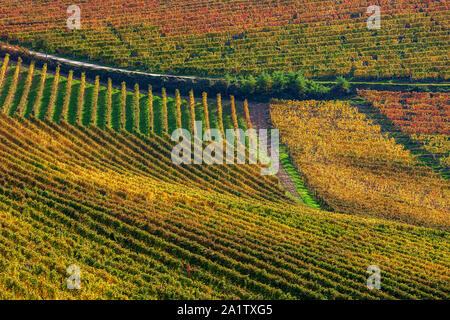 Colorful autumnal vineyards grow on the hills of Langhe in Piedmont, Northern Italy. Stock Photo