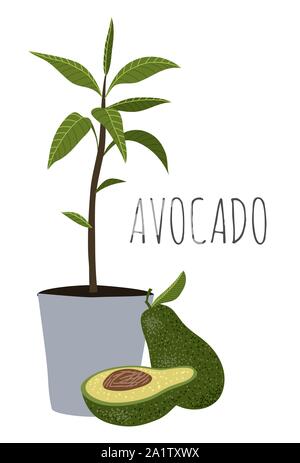 Avocado - half, whole and avocado tree with leaves in pot. Cartoon hand draw illustration isolated on white background. Stock Vector