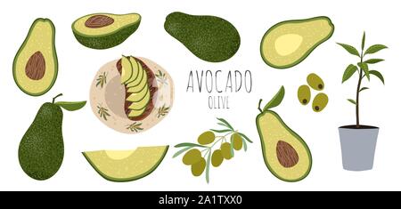 Vector set of colorful avocado - half, slice, whole, sliced into a sandwich and avocado tree with leaves in pot. Hand draw flat illustration isolated Stock Vector