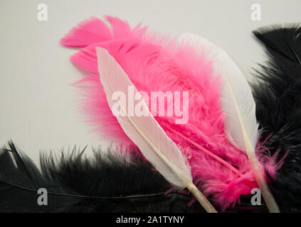 Pink and black feather on white background Stock Photo