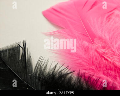 Pink and black feather on white background Stock Photo