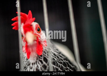A Light Sussex cockerel looks out from his cage as he waits to be judged at the Malvern Autumn Show, at the Three Counties Showground near Malvern in Worcestershire. Stock Photo
