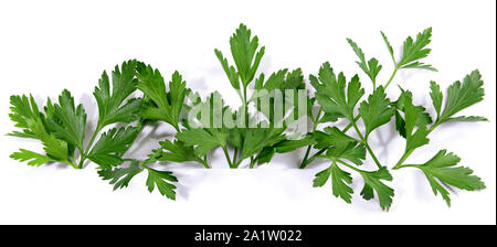 Fresh Parsley Panorama on white Background Stock Photo