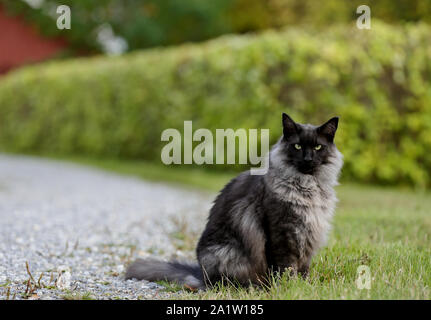 A black smoke norwegian forest cat male sitting in the middle of a road Stock Photo