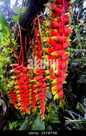 Close up of Heliconia rostrata ( Lobster Claw Heliconia)  flowers in yellow and red color hanging own from the plant in Mawlynnong village of Shillong Stock Photo