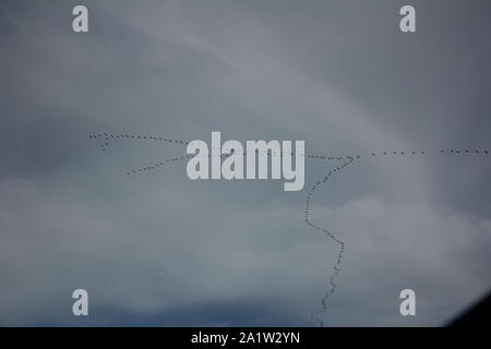 A large flock of migrating Cranes (Grus grus) in the sky above Recklinghausen, Germany