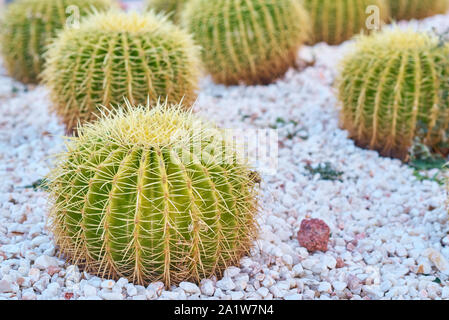 Cactus ball echinocactus grusonii in the garden. Succulent golden barrel cactus close up Stock Photo