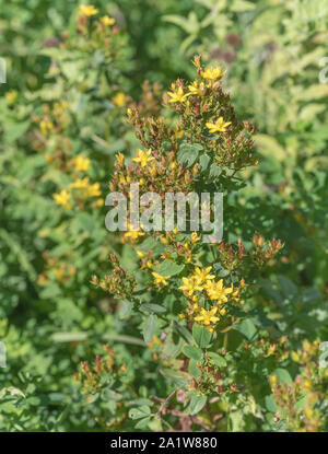 Bright yellow flowers of Square-Stalked St. John's Wort / Hypericum tetrapterum = H. quadratum (Sept.) growing in damp ground. Read additional notes. Stock Photo