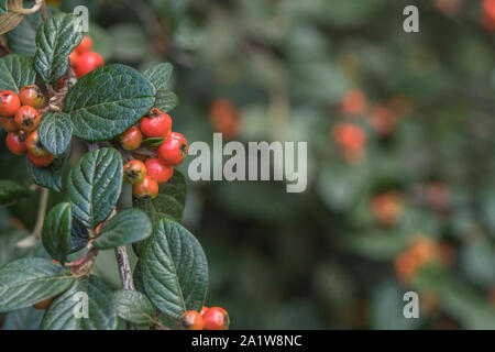 Autumn red Cotoneaster fruits growing wild. Believed to be Cotoneaster simonsii / Simon's Cotoneaster but poss. C. franchetii - Franchet's Cotoneaster Stock Photo