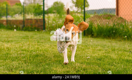 Pet dog Beagle in a garden having fun outdoors Stock Photo