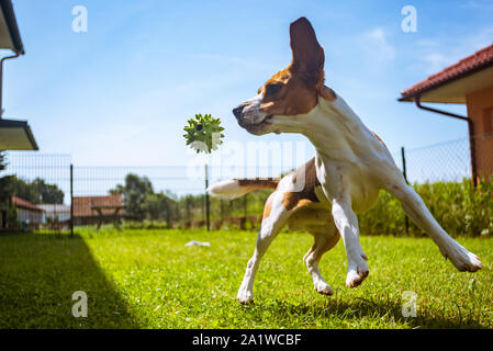 Dog Beagle having fun running and jumping with a ball in a garden Stock Photo