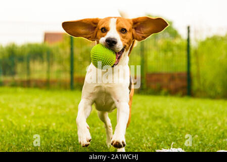 Dog Beagle having fun running and jumping with a ball in a garden Stock Photo