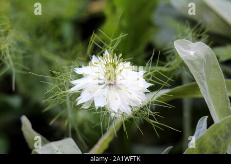 Single Black cumin or Nigella sativa or Black caraway or Nigella or Roman coriander or Kalojeere or Kalonji annual flowering plant Stock Photo