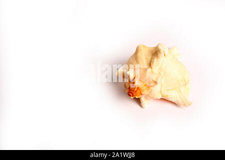 Seashell isolated on white background Stock Photo