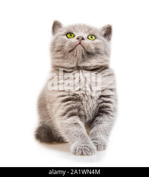 Adorable young white and grey Scottish fold munchkin cat Stock Photo ...