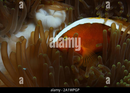 Yellow clownfish (Orange anemonefish, Skunk anemonefish) is hiding in anemone, Panglao, Philippines Stock Photo