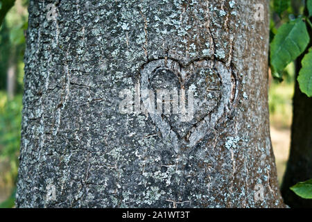 heart shape carved on a tree, love concept Stock Photo