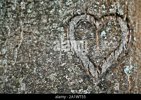 heart shape carved on a tree, love concept Stock Photo