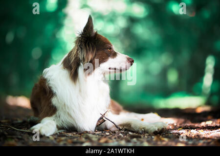 border collie in forest Stock Photo