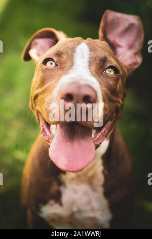 Young pitbull Staffordshire Bull Terrier in garden looks towards camera with tongue out portrait Stock Photo