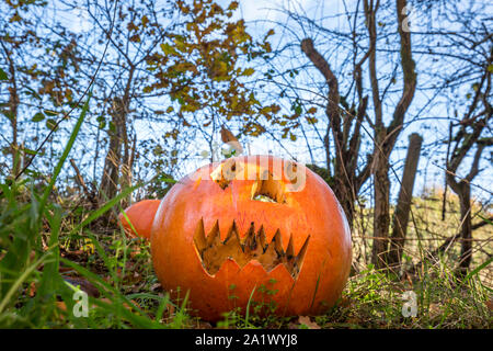 Carved Halloween pumpkins with scary faces disposed of in UK woodland after Halloween season parties are finished & over. Rubbish dumping. Flytipping. Stock Photo