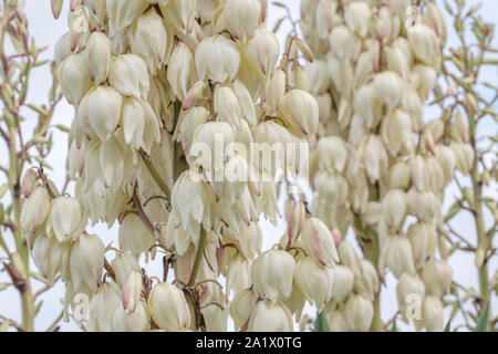 Mass of bell-shaped white Yucca / Yucca filamentosa flowers. Thought to be Y. filamentosa since leaves edged with curly filaments but could be another Stock Photo