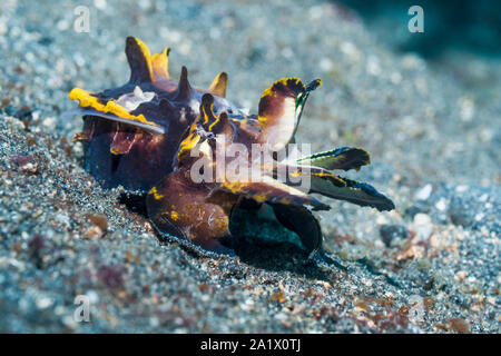 Pfeffer's Flamboyant Cuttlefish [Metasepia pfefferi] in hunting mode.  Lembeh Strait, North Sulawesi, Indonesia. Stock Photo