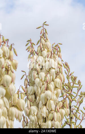 Mass of bell-shaped white Yucca / Yucca filamentosa flowers. Thought to be Y. filamentosa since leaves edged with curly filaments but could be another Stock Photo