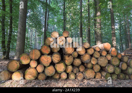 wood pile in deciduous forest Stock Photo