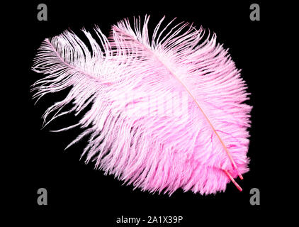 Colored ostrich feather isolated on black background Stock Photo