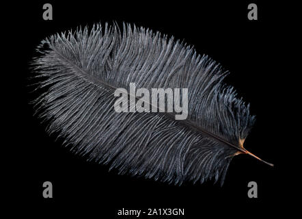 Black ostrich feather isolated on black background Stock Photo