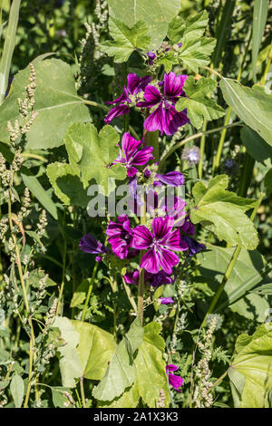 Violet flowers on the big wild flower field Stock Photo