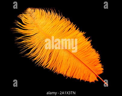 Colored ostrich feather isolated on black background Stock Photo