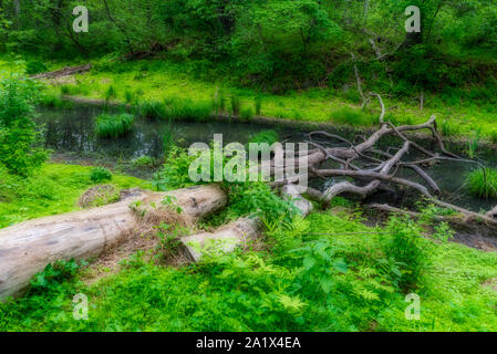 Two dead trees laying on the ground in forest next to Chesapeake and Ohio Canal Stock Photo