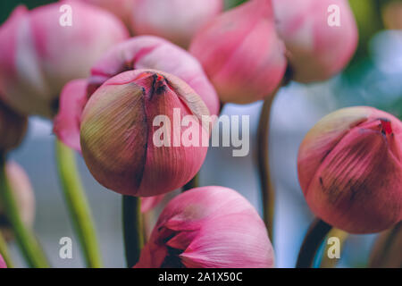 Close up of pink lotus flower with soft selective focus and lotus blur background. Royalty high quality free stock image of flower. Stock Photo