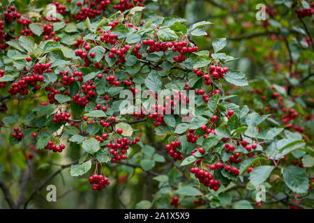 Crataegus sanguinea common names redhaw hawthorn or Siberian hawthorn red berries Stock Photo