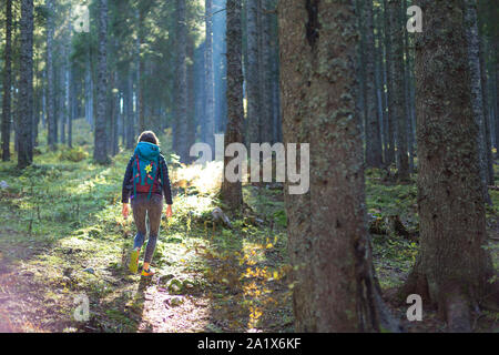 Hiker woman with backpack walking on path and exploring summer spruce forest. Enjoying the pristine nature. Stock Photo