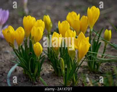 Sternbergia lutea Lily of The Field yellow flowers close up Stock Photo